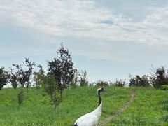 -黑龙江扎龙生态旅游区