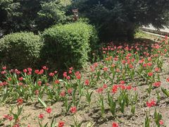 -北陵公园