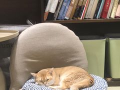 -逗柴咖啡屋·狗咖猫咖宠物桌游