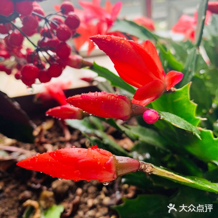 美丽的阳台山上，花儿怒放着，添了一道美丽的风景线