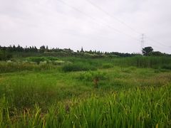 -长田漾湿地公园
