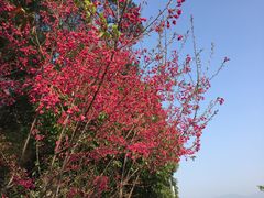 -金鸡山公园