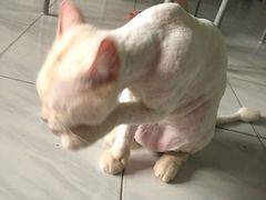 -北京观赏动物医院·24小时大型综合·猫专科·异宠专科