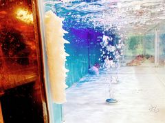白玉参-盒马X会员店(王府井奥莱UP TOWN店)