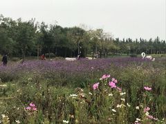 -武清南湖绿博园