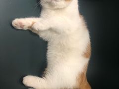 -飞行喵MR PILOT|猫舍·猫咖(静安大融城店)