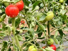 -庞各庄翠芳园西瓜蔬菜基地采摘园