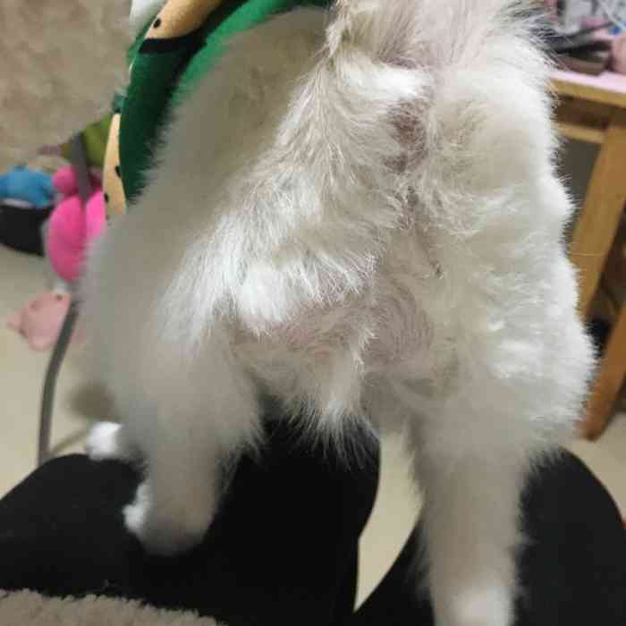 宠迷 宠物美容工作室-"【项目】洗澡 | 美容好久没给狗狗洗澡.