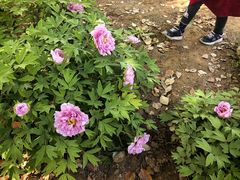 -洛阳市隋唐城遗址植物园