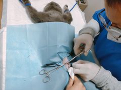 -灵美宠物诊所