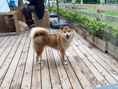 -趣多多宠物公园·宠物训犬学校·宠物寄养