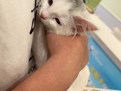 -艾吉宠物医院·疑难杂症转诊中心·猫友好(碧江路院)