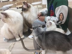 -瞄一喵猫咖(格力海岸店)