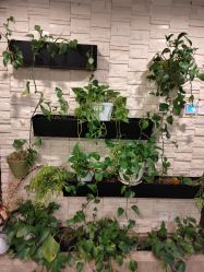 -青青一生美皮肤管理