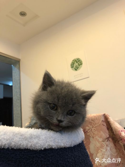 喵zoo家庭繁育猫舍(尖东智能花园店)图片