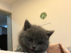 -喵zoo家庭繁育猫舍(尖东智能花园店)