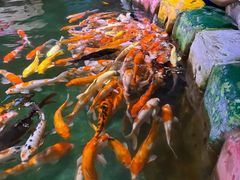 -顺德南宏海立方海洋公园