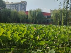 -莲湖公园