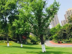 -龙头寺公园