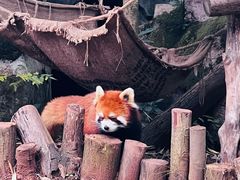 -中国大熊猫保护研究中心雅安碧峰峡基地