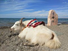 -青海湖国家重点风景名胜区