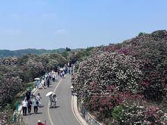 -贵州百里杜鹃风景名胜区