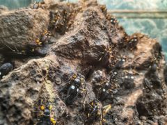 -上海大自然野生昆虫馆(东方明珠·爬宠昆虫探索中心)