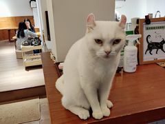 -有猫主题·治愈系猫咖(曾厝垵店)