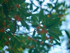-秋霞圃