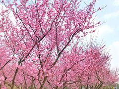 -白塘生态植物园