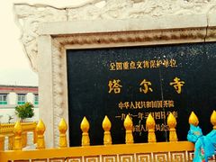 -塔尔寺-菩提树
