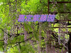 -嘉定紫藤园