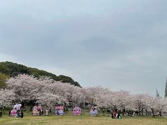 -苏州上方山国家森林公园