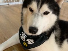 -Husky Go! 哈士奇体验馆·宠物咖啡厅狗咖