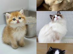 -瑞鹏宠物医院·骨科·猫科·内科(第一中心)