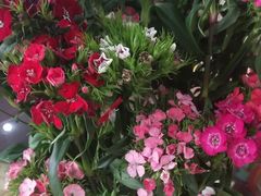 -武汉花鸟市场