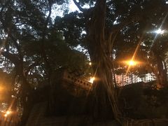 -香港佐治五世纪念公园