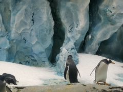 -帝企鹅自助餐厅•儿童岛•真企鹅(长隆企鹅酒店)