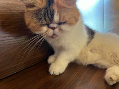 -猫岛主趣味餐厅(鼓浪屿店)