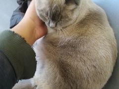 -鼓捣猫呢主题猫咖店