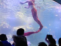 -沙沙哗啦海洋馆(华宇百花谷店)