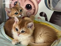 -糯米喵星人总部直营旗舰店·猫舍·幼猫出售