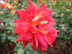 -人民公园(罗湖区)