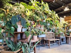 -自由生长植物工作室(深港花卉中心店)
