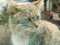 -青藏高原野生动物园