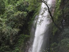 -莫里热带雨林景区