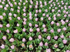 -上海鲜花港