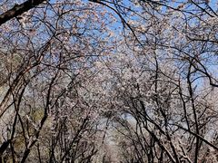 -桃花堤公园