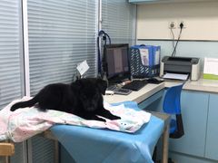-瑞派·关忠动物医院·猫专科·犬专科(三环新城店)