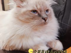 -滚猫咖啡·猫咖·猫友好撸猫(未来城店)